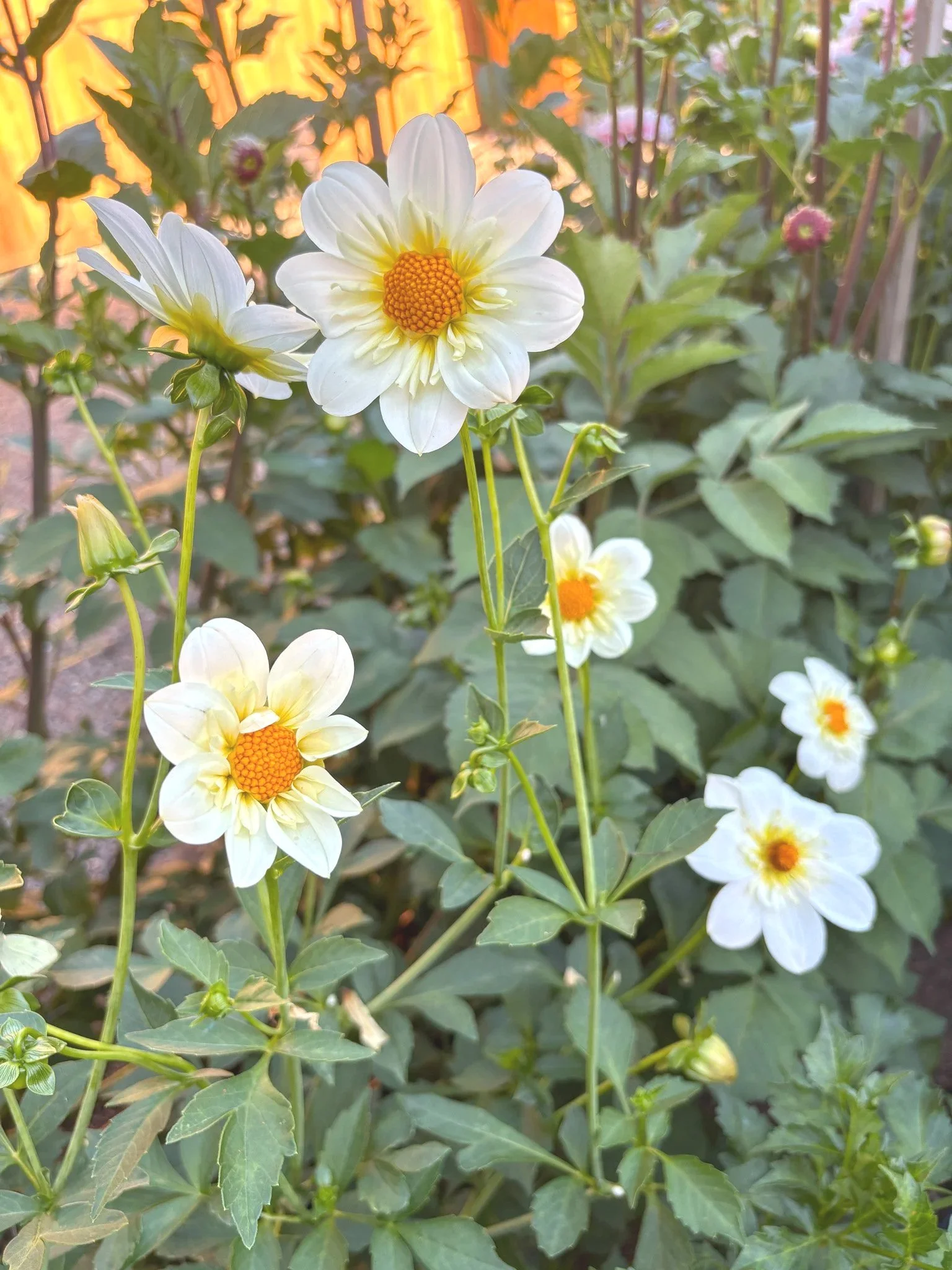 Dahlia : Alpen Cherub — ciderpress lane